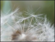 Click to display the file, item02breezydandelion.jpg