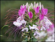 Click to display the file, item04cleome.jpg