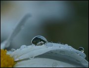 Click to display the file, item05daisywithraindrops.jpg