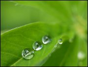 Click to display the file, item07lupinleaf.jpg