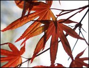 Click to display the file, item09mapleleaves.jpg