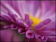 Click to display the file, item14pinkmum.jpg