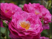 Click to display the file, item16pinkrose.jpg