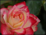 Click to display the file, item18pinkwhiterose.jpg