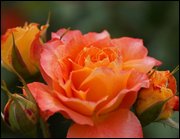 Click to display the file, item19pinkyellowrose.jpg