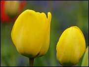 Click to display the file, item27yellowtulips.jpg