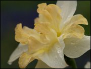 Click to display the file, item28yellowdaffodil.jpg