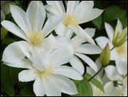Click to display the file, item29whiteclematis.jpg