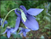 Click to display the file, item30purplecolumbinewithdrops.jpg