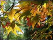 Click to display the file, item34autumnleaves.jpg