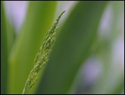 Click to display the file, item37grass.jpg