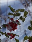 Click to display the file, item50winterholly.jpg