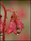 Click to display the file, item52coralbellsraindrops.jpg