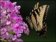 Click to display the file, item22swallowtailphlox.jpg