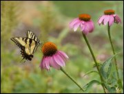 Click to display the file, item25tigerswallowtailconeflower.jpg