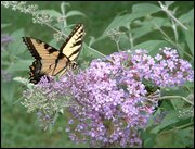 Click to display the file, item31swallowtailpurplebflybush.jpg