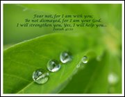 Click to display the file, item08lupinleaffearnot.jpg