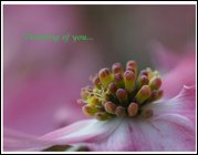 Click to display the file, item13pinkdogwoodthinkingofyou.jpg