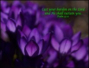 Click to display the file, item36purplecrocuscomfort.jpg